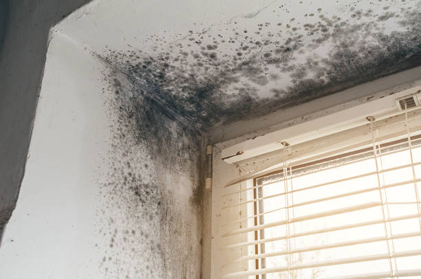 Affordable Black Mold Remediation solutions in Lusby, MD