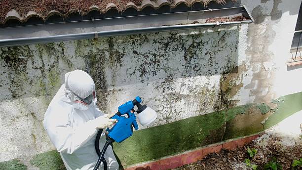 Top rated local Black Mold Remediation specialists in Lusby, MD